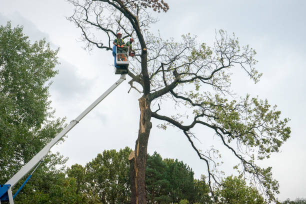 Best Fruit Tree Pruning  in , IN