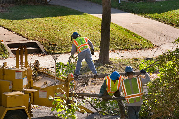 Best Hedge Trimming  in , IN